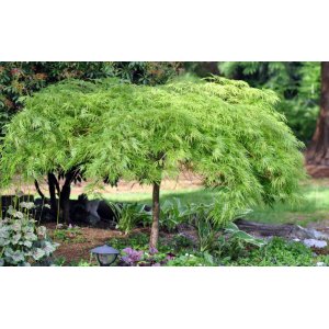 Javor dlaňolistý (Acer Palmatum) ´VIRIDIS´ výška: 90-100 cm, kont. C15L
